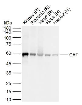 CAT Rabbit Polyclonal Antibody