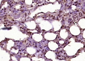 CHMP4B+CHMP4C Rabbit Polyclonal Antibody