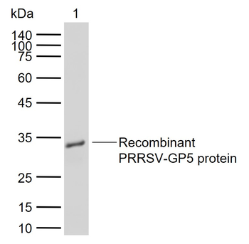 PRRSV-GP5 Rabbit Polyclonal Antibody