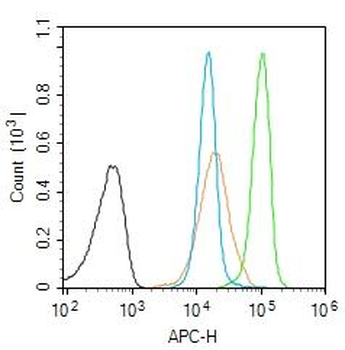 RAD21 Rabbit Polyclonal Antibody