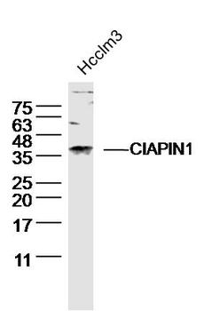CIAPIN1 Rabbit Polyclonal Antibody