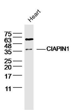 CIAPIN1 Rabbit Polyclonal Antibody
