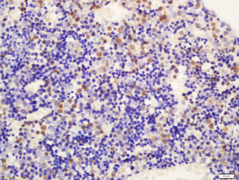 DLL4 Rabbit Polyclonal Antibody