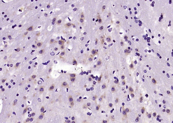 RAC1+RAC2 Rabbit Polyclonal Antibody