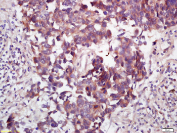 WNT7B Rabbit Polyclonal Antibody