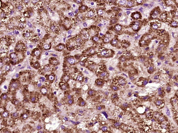 Angiopoietin-1 Rabbit Polyclonal Antibody