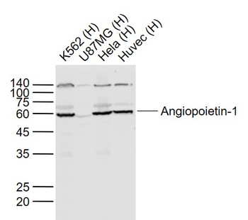 Angiopoietin-1 Rabbit Polyclonal Antibody