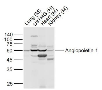 Angiopoietin-1 Rabbit Polyclonal Antibody