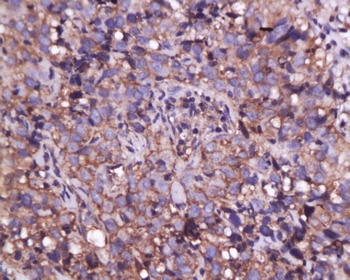 Annexin A1 Rabbit Polyclonal Antibody