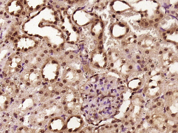 PGC1 alpha + beta Rabbit Polyclonal Antibody