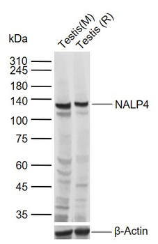 NALP4 Rabbit Polyclonal Antibody