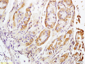 NALP4 Rabbit Polyclonal Antibody