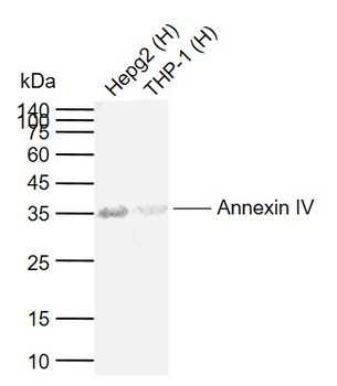 Annexin IV Rabbit Polyclonal Antibody