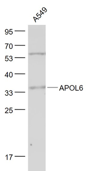 APOL6 Rabbit Polyclonal Antibody