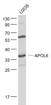 APOL6 Rabbit Polyclonal Antibody