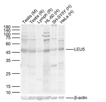 LEU5 Rabbit Polyclonal Antibody