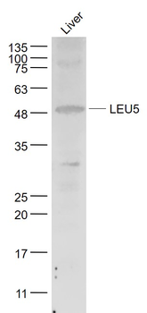 LEU5 Rabbit Polyclonal Antibody
