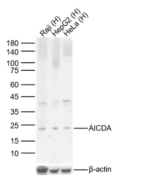 AICDA Rabbit Polyclonal Antibody
