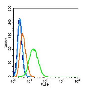 Annexin V Rabbit Polyclonal Antibody
