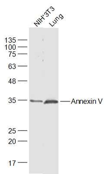 Annexin V Rabbit Polyclonal Antibody