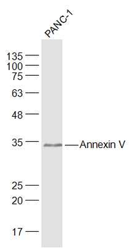 Annexin V Rabbit Polyclonal Antibody