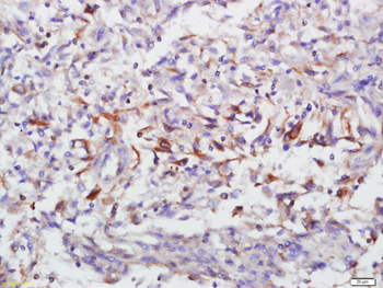 Annexin V Rabbit Polyclonal Antibody