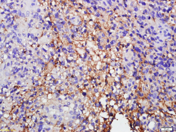 Annexin V Rabbit Polyclonal Antibody