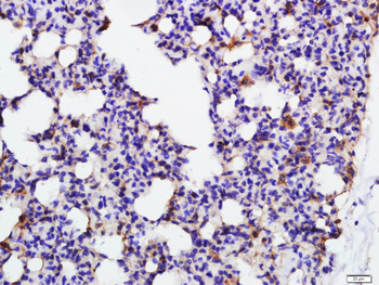 Annexin V Rabbit Polyclonal Antibody