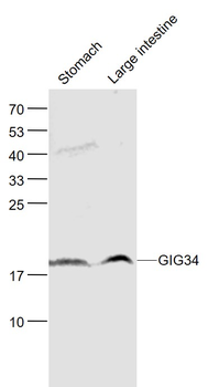 GIG34 Rabbit Polyclonal Antibody