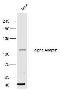 Alpha Adaptin Rabbit Polyclonal Antibody