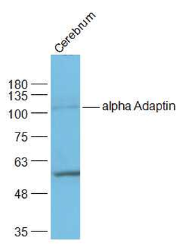 Alpha Adaptin Rabbit Polyclonal Antibody
