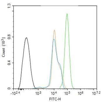Phospho-MST1 (Thr183) Rabbit Polyclonal Antibody