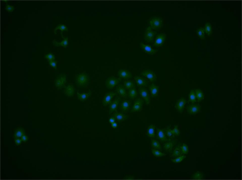 Phospho-MST1 (Thr183) Rabbit Polyclonal Antibody
