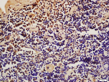 Nucleoprotein TPR Rabbit Polyclonal Antibody