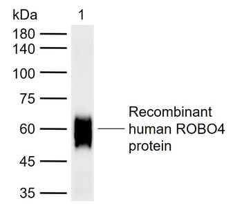 Robo4 Rabbit Polyclonal Antibody