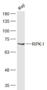 RIPK1 Rabbit Polyclonal Antibody