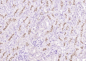 Klotho Rabbit Polyclonal Antibody