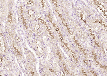 Klotho Rabbit Polyclonal Antibody