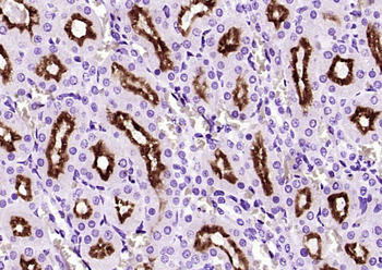 Klotho Rabbit Polyclonal Antibody