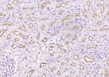 Klotho Rabbit Polyclonal Antibody