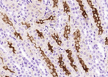 Klotho Rabbit Polyclonal Antibody
