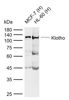Klotho Rabbit Polyclonal Antibody