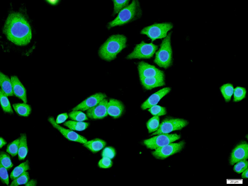 Gamma-Adaptin Rabbit Polyclonal Antibody