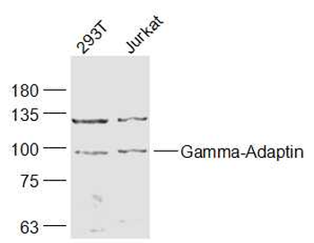 Gamma-Adaptin Rabbit Polyclonal Antibody