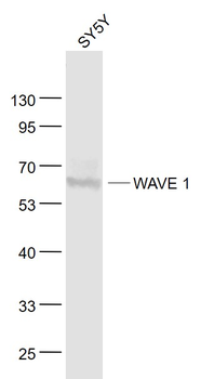 WAVE 1 Rabbit Polyclonal Antibody