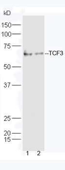 TCF3 Rabbit Polyclonal Antibody