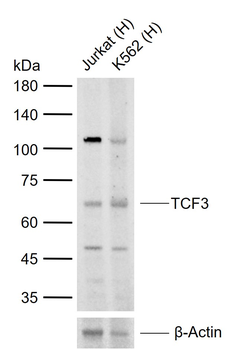 TCF3 Rabbit Polyclonal Antibody