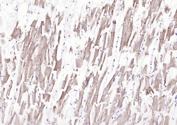 SIRT3 Rabbit Polyclonal Antibody