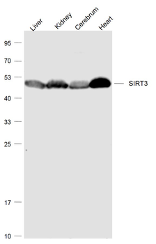 SIRT3 Rabbit Polyclonal Antibody