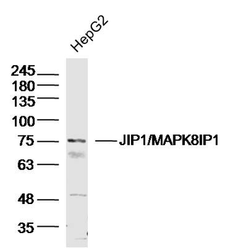 JIP1/MAPK8IP1 Rabbit Polyclonal Antibody